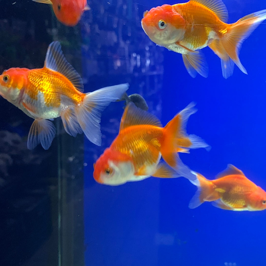 Oranda Mix Colour 7-8cm