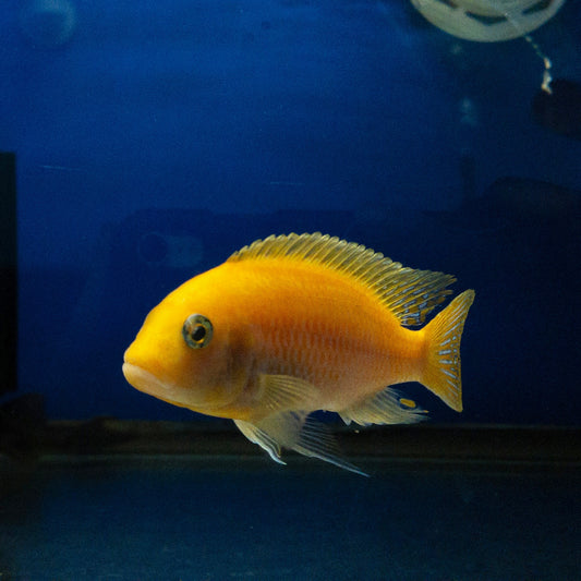 Red Zebra Cichlid