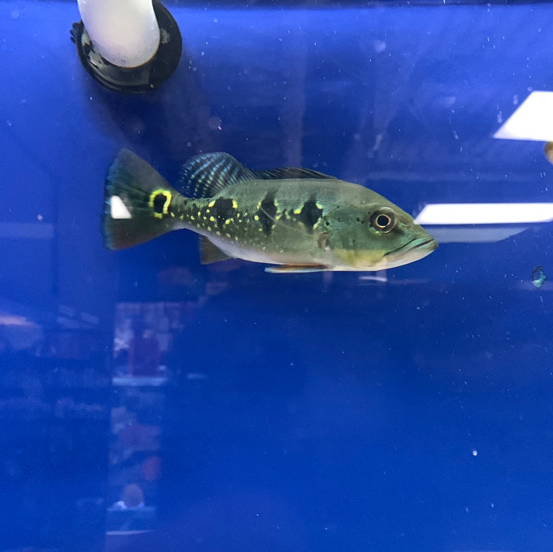 Orinoco Peacock Bass – Mississauga Aquarium