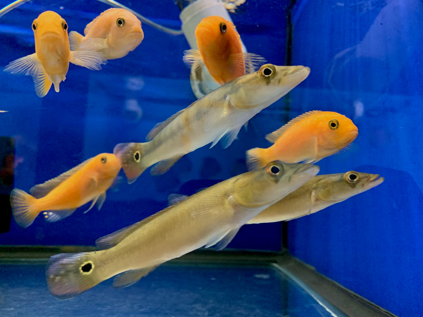 Xingu 1 Pike Cichlid