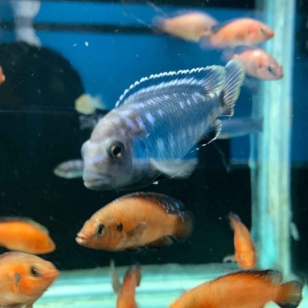 Assorted African Cichlids 3