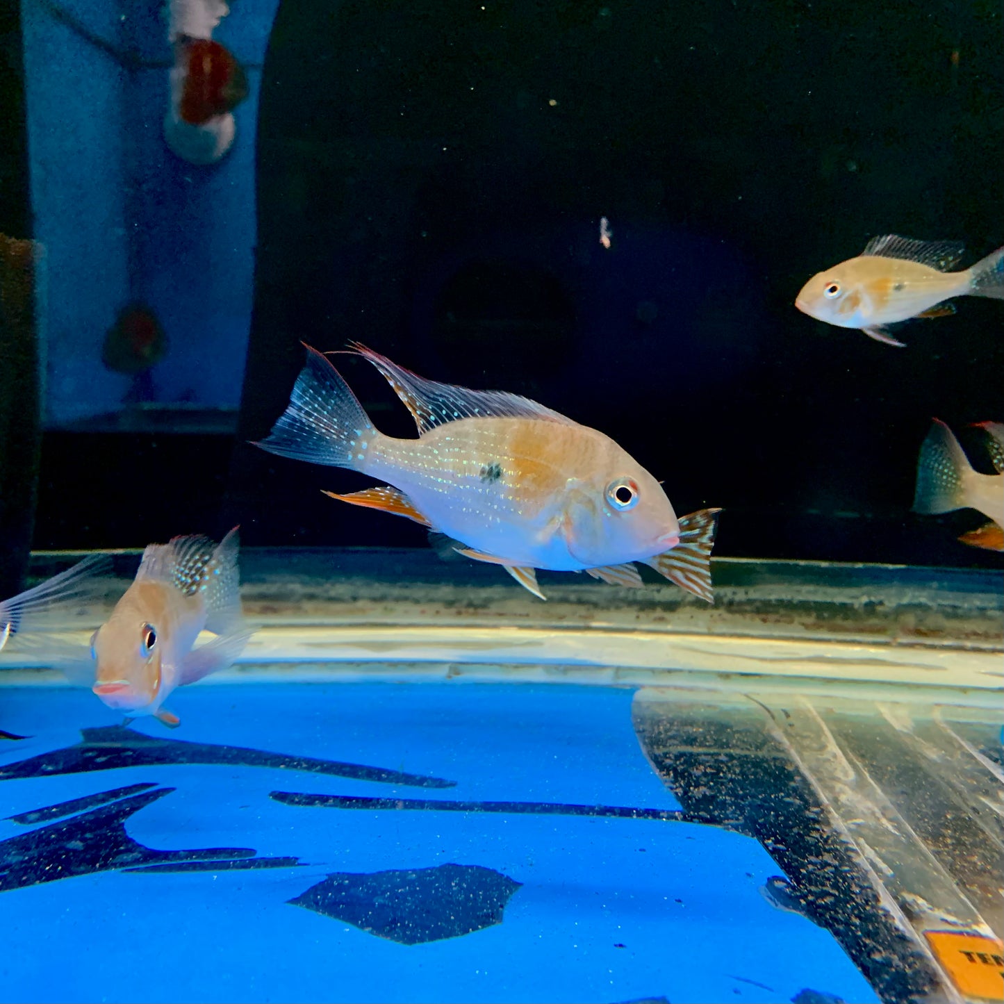 Thread -Finned Acara