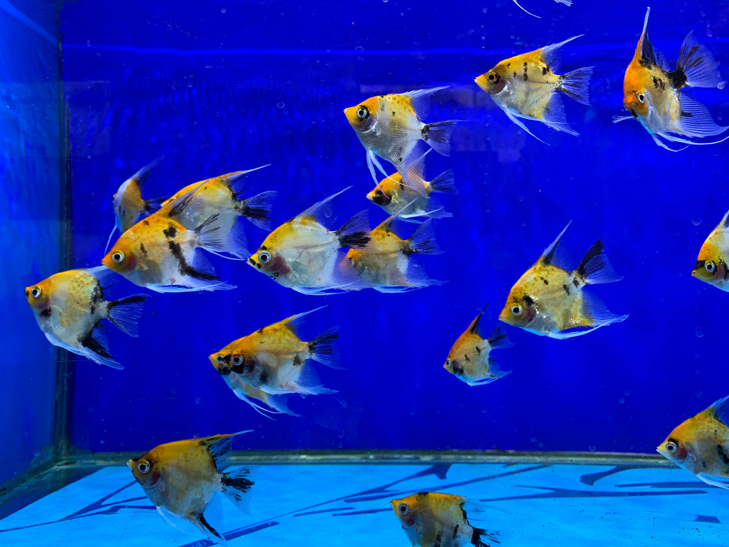 Red devil Angelfish