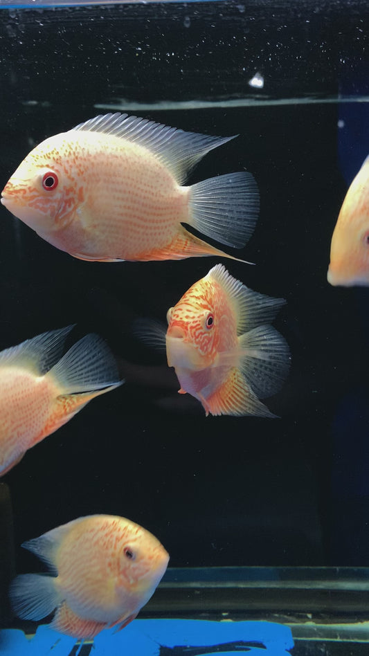 Red Spotted Severum