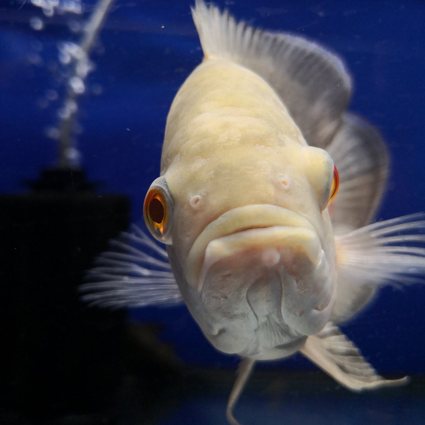 Albino Tiger Oscar Cichlid