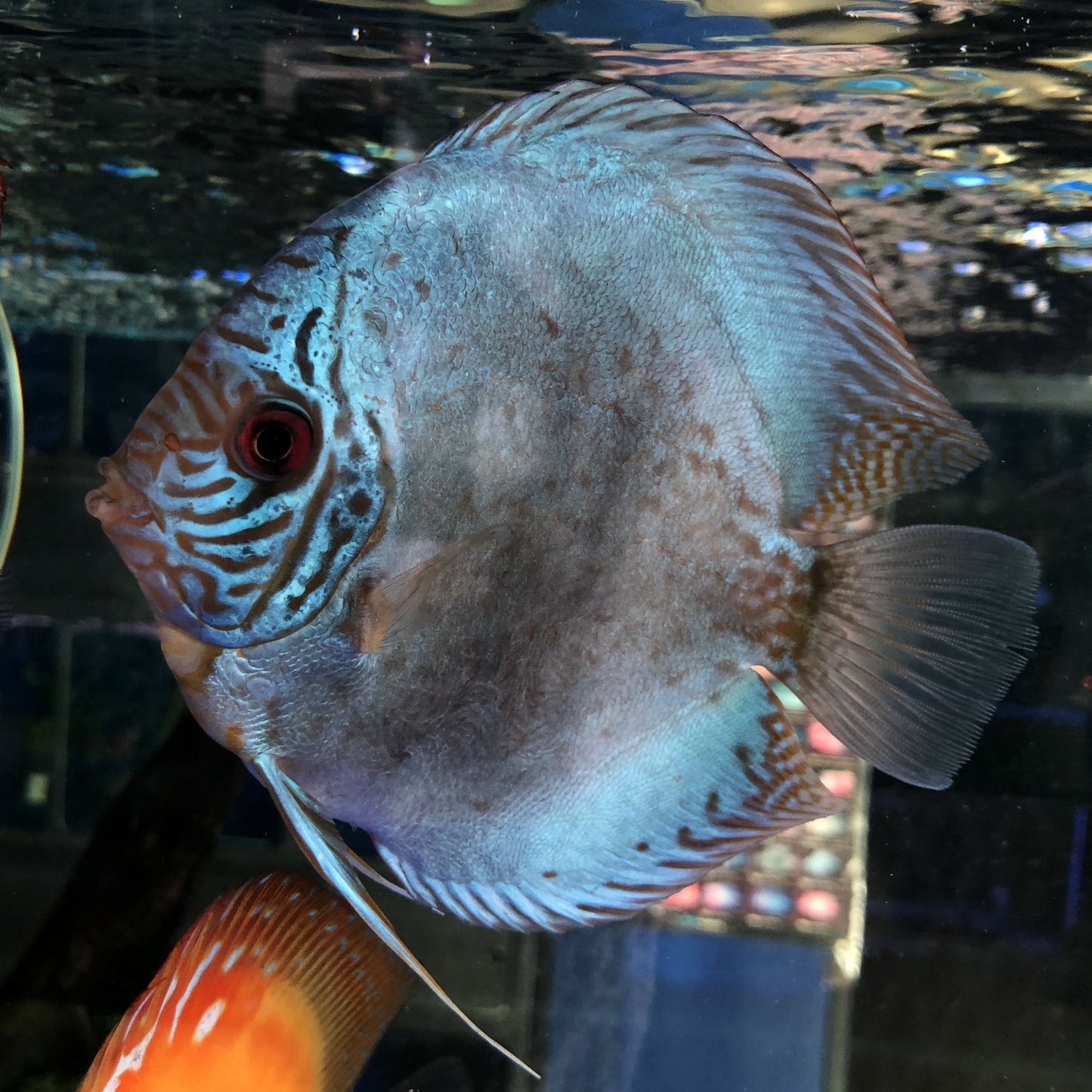 Cobalt Discus