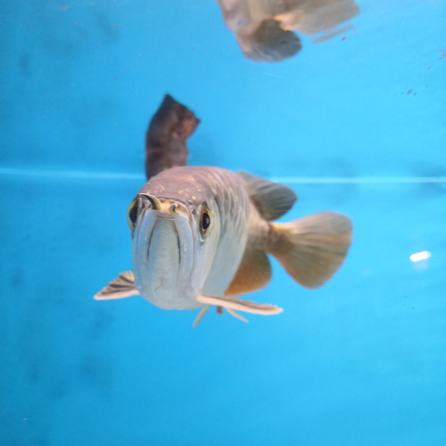 Crossback Gold Arowana