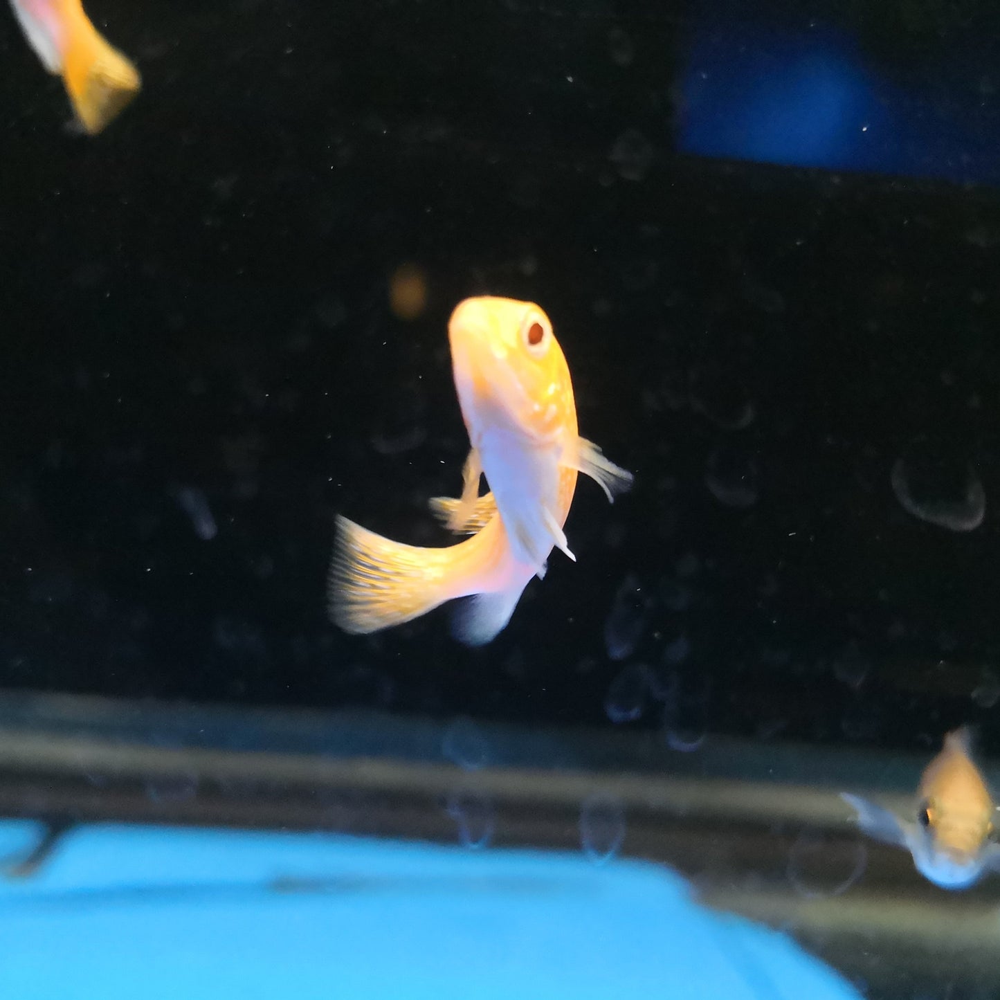 Electric Yellow Cichlid