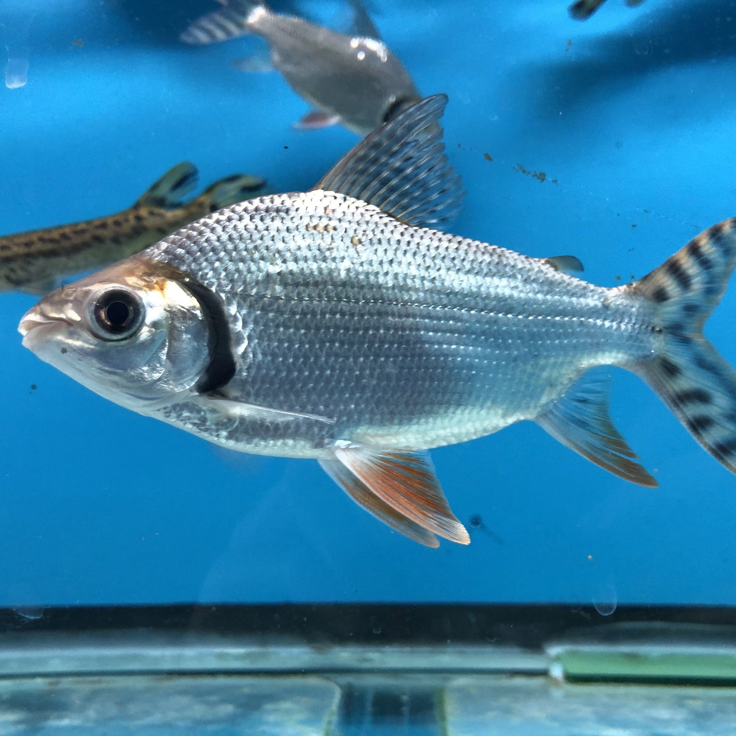 Flagtail Prochilodus