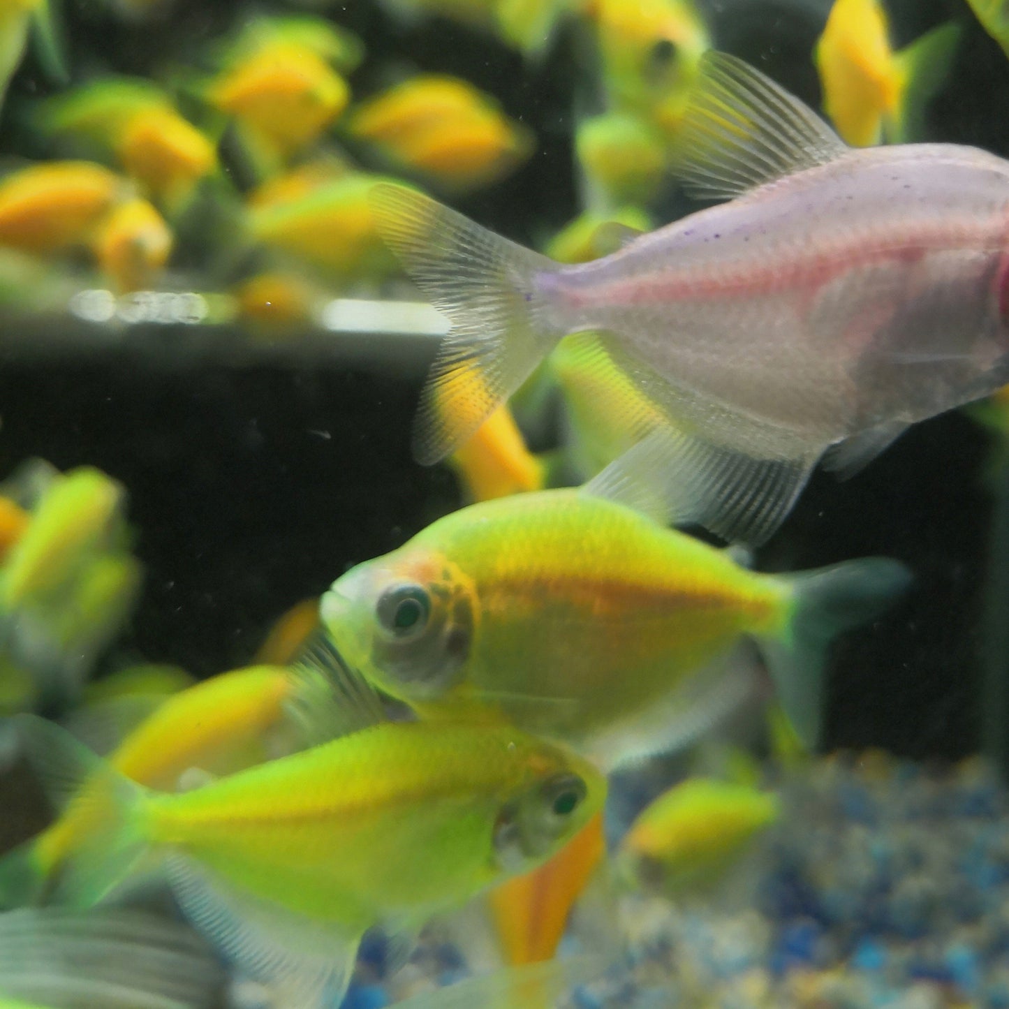 Glow Fish