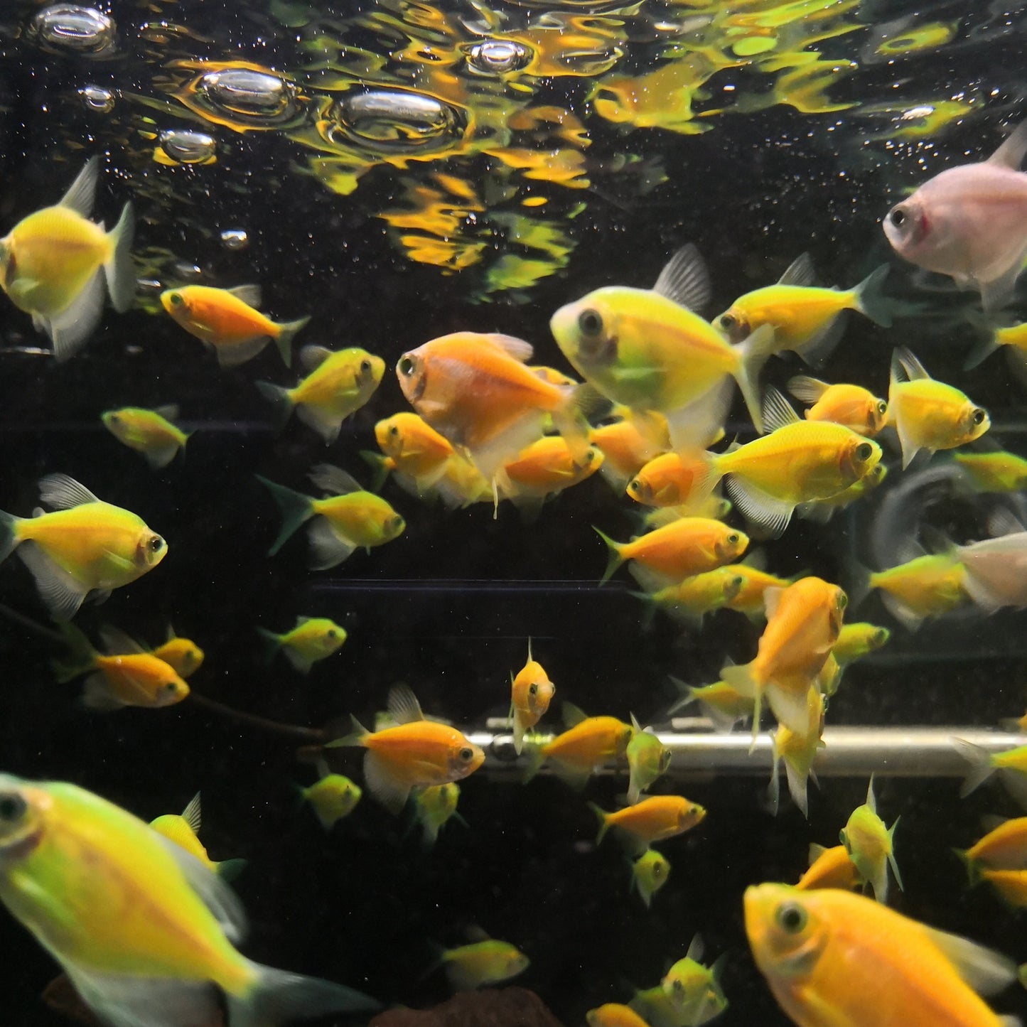 Glow Fish