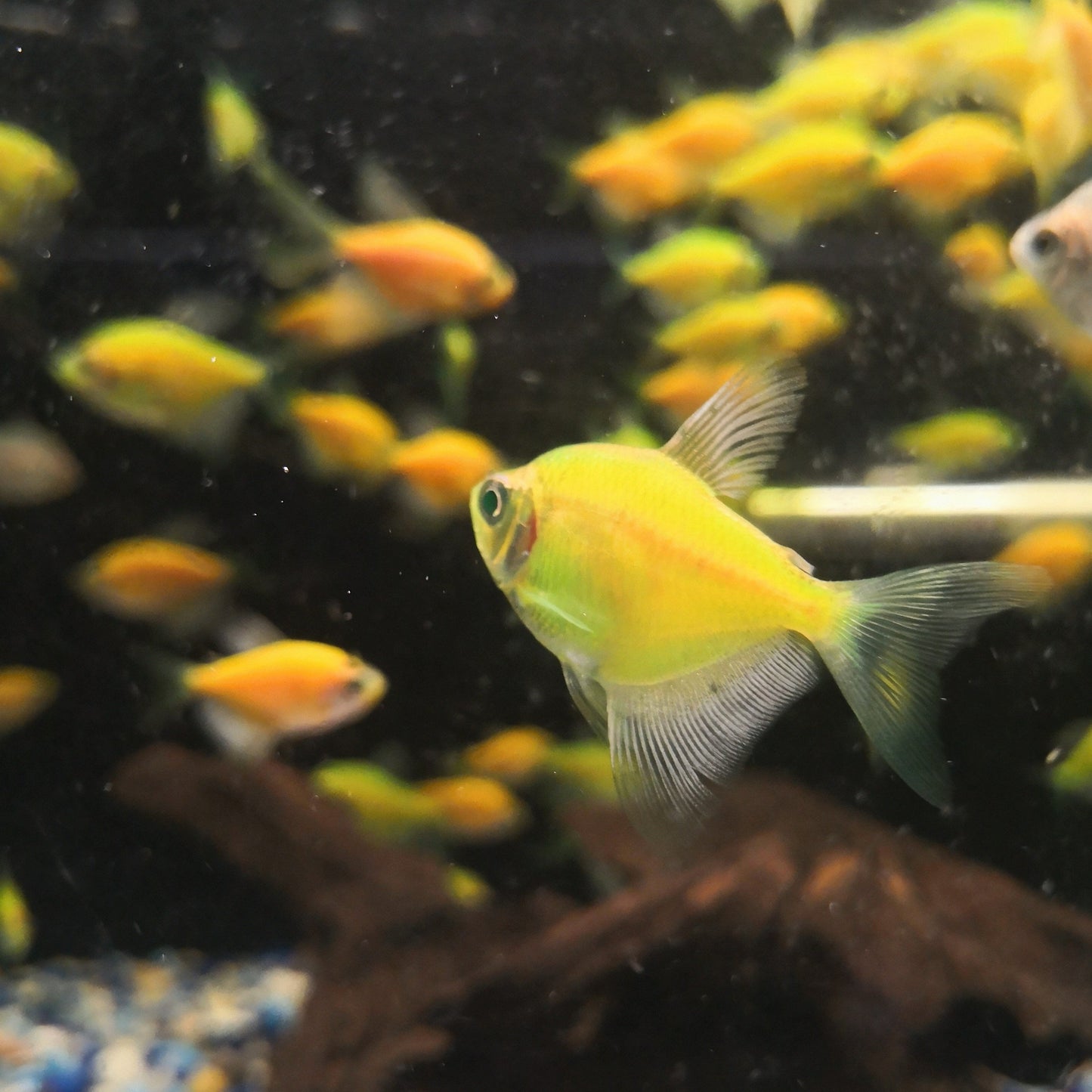 Glow Fish