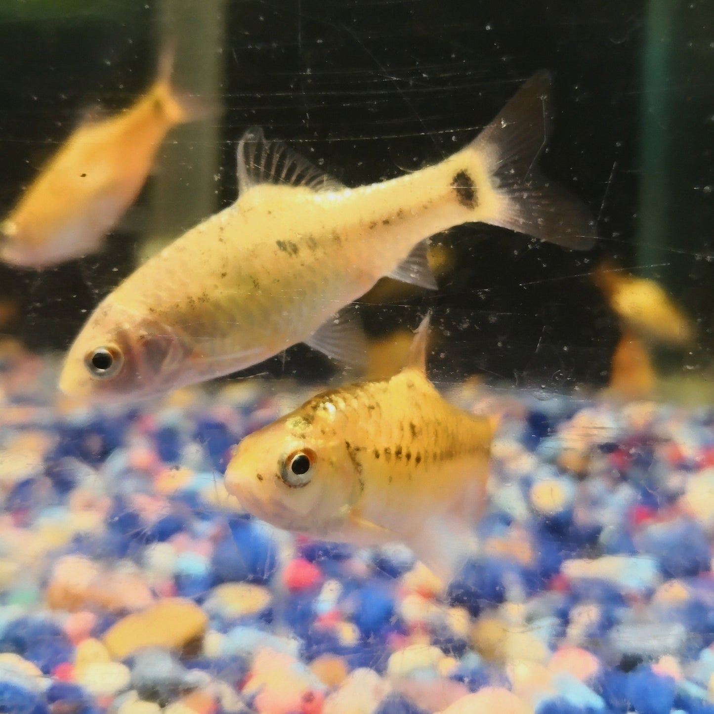 goldenbarb