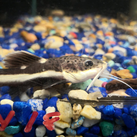 Redtail Catfish
