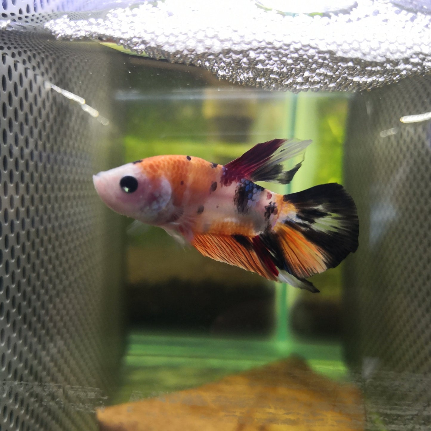 Koi Betta Fish