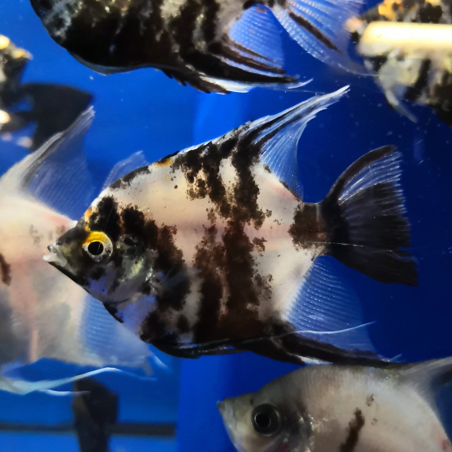 Marble Angelfish
