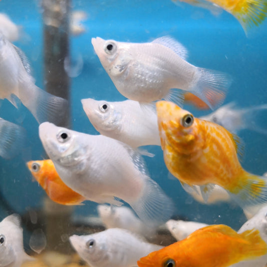 Assorted Balloon Molly