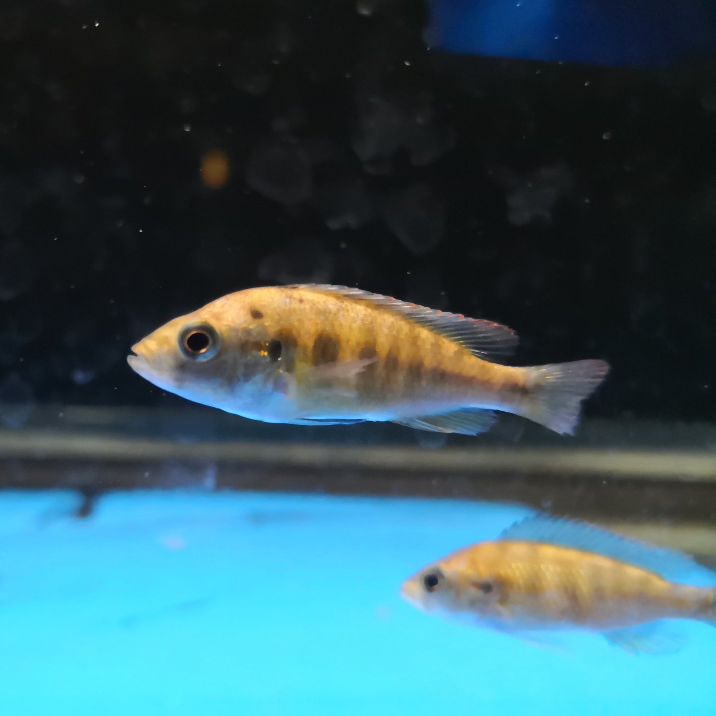 Nyererei Cichlid
