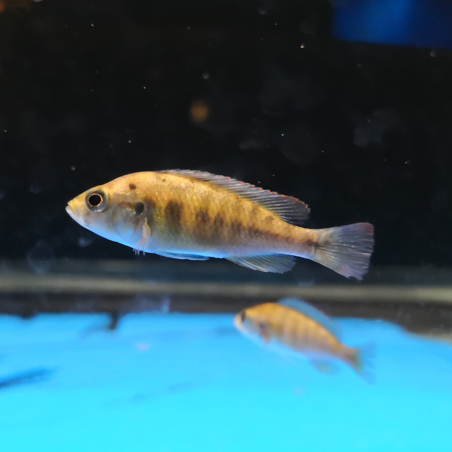 Nyererei Cichlid