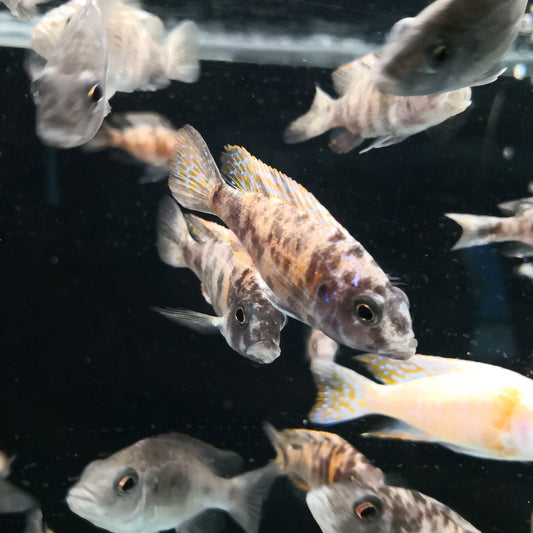 OB Peacock Cichlid