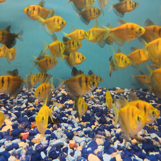 Orange tiger Tetra
