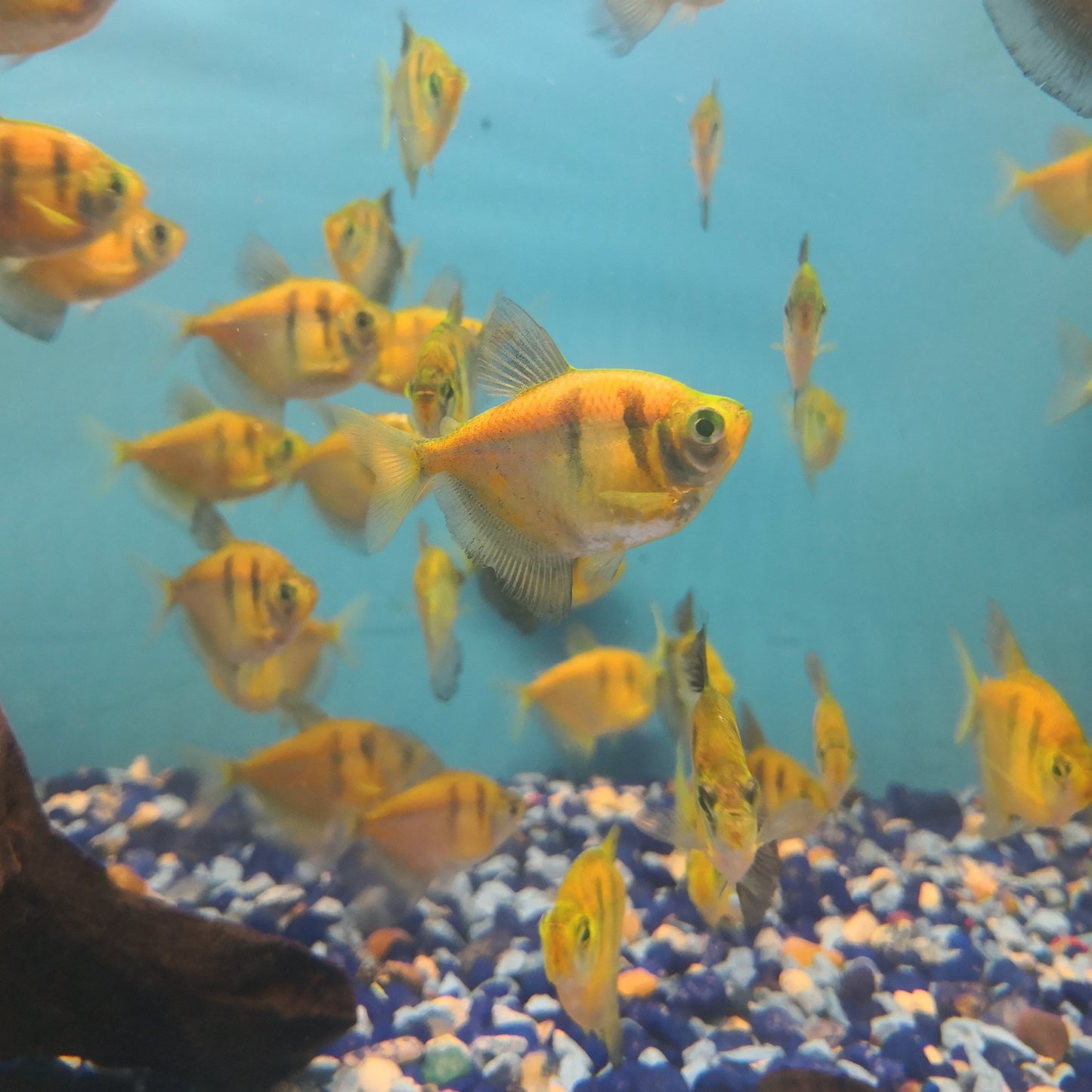 Orange Black Tetra