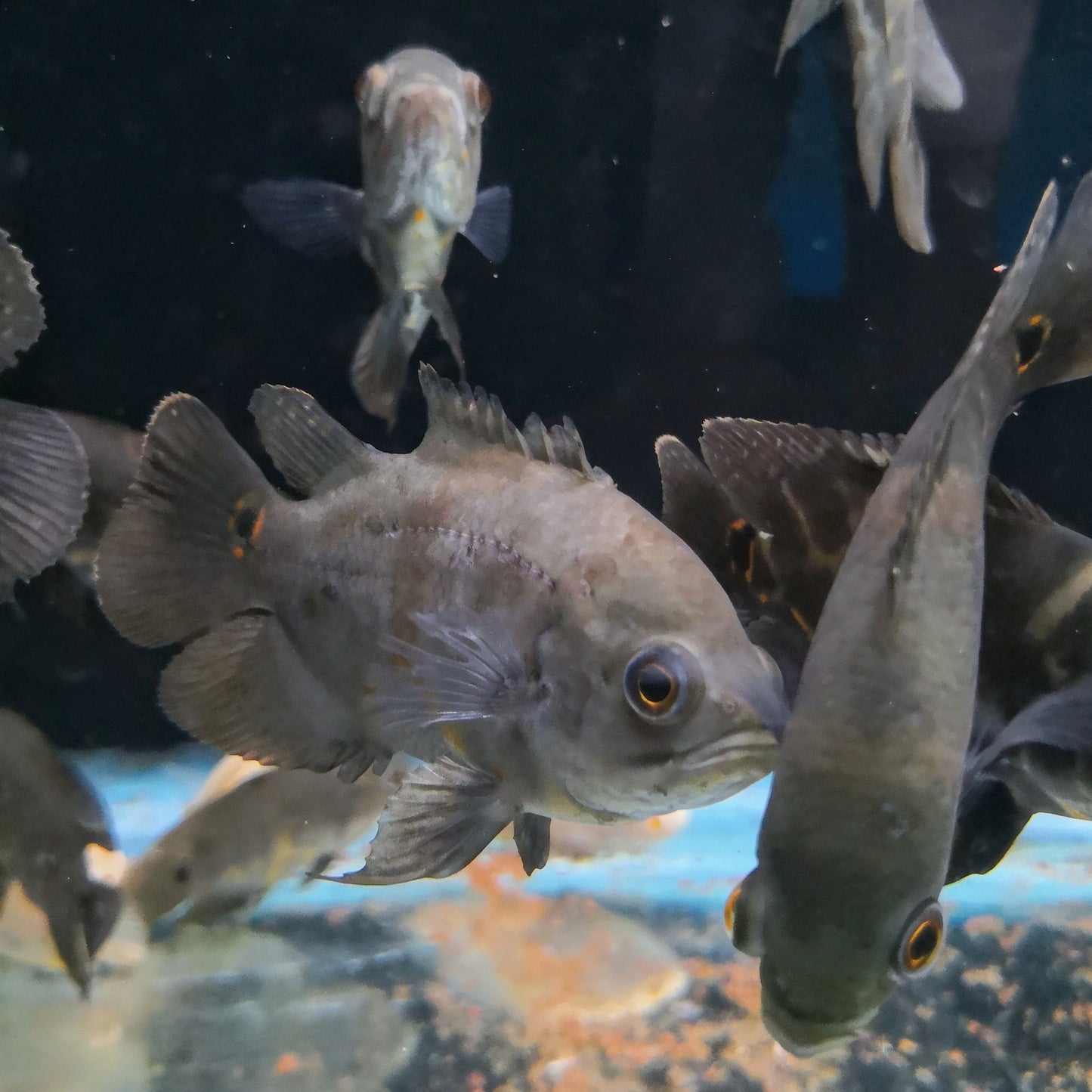 Tiger Oscar Cichlid
