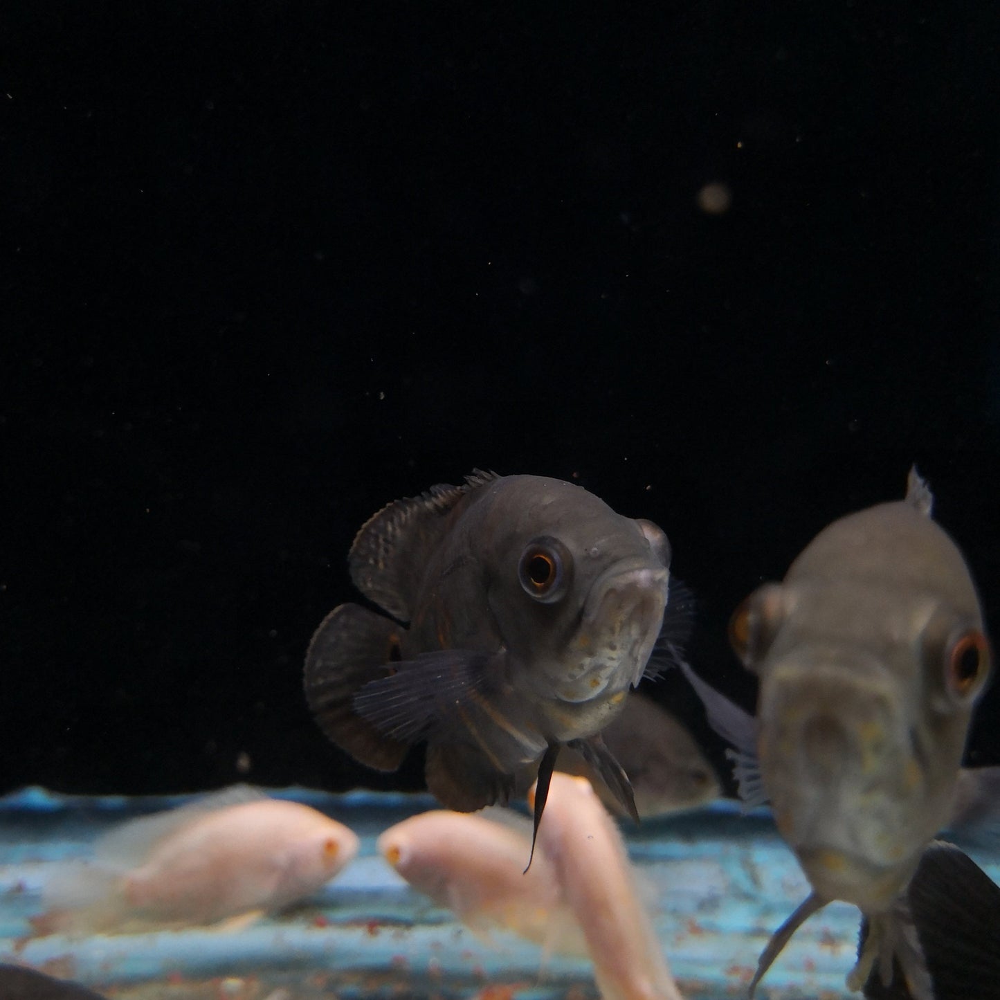 Tiger Oscar Cichlid