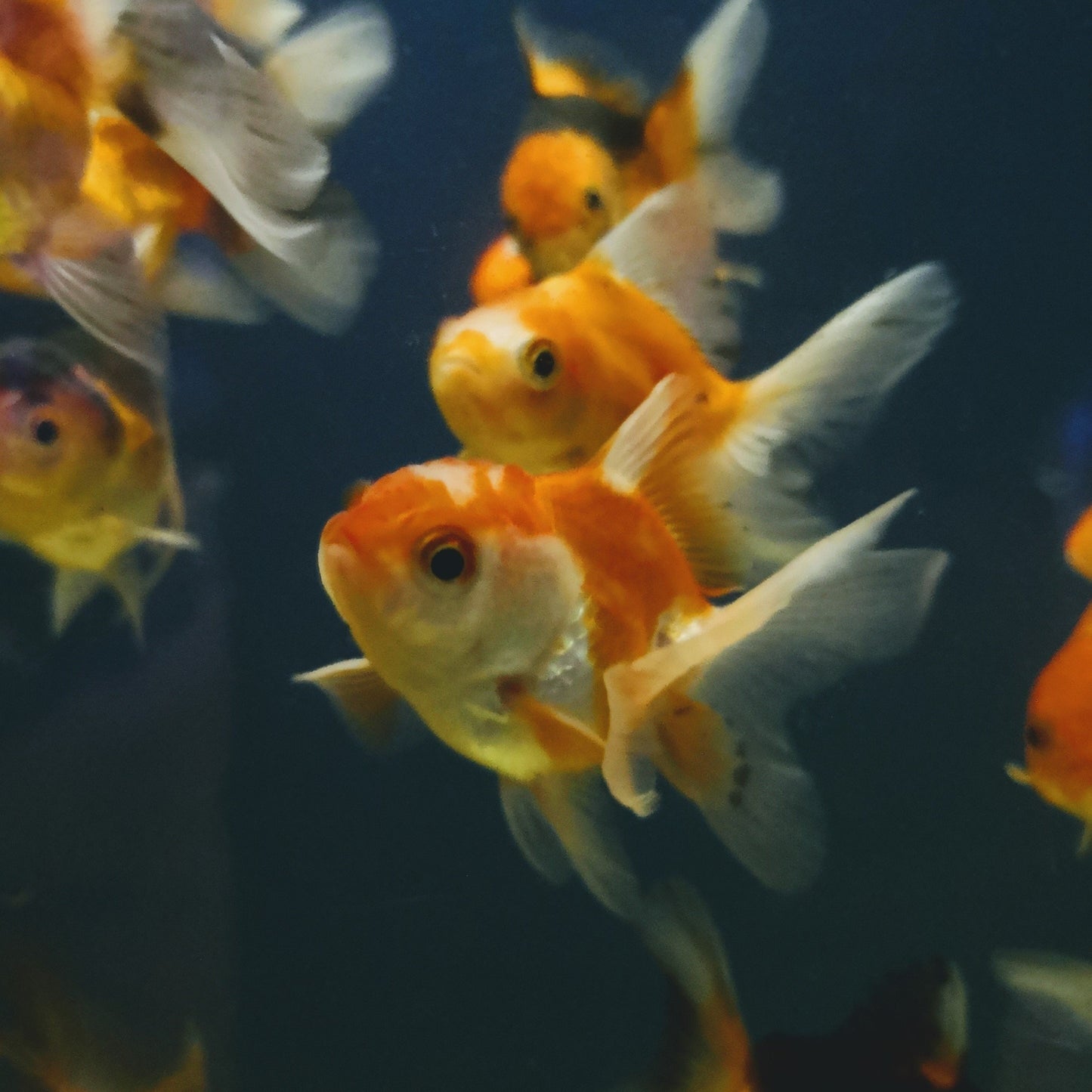 Pandatricolourgoldfish2