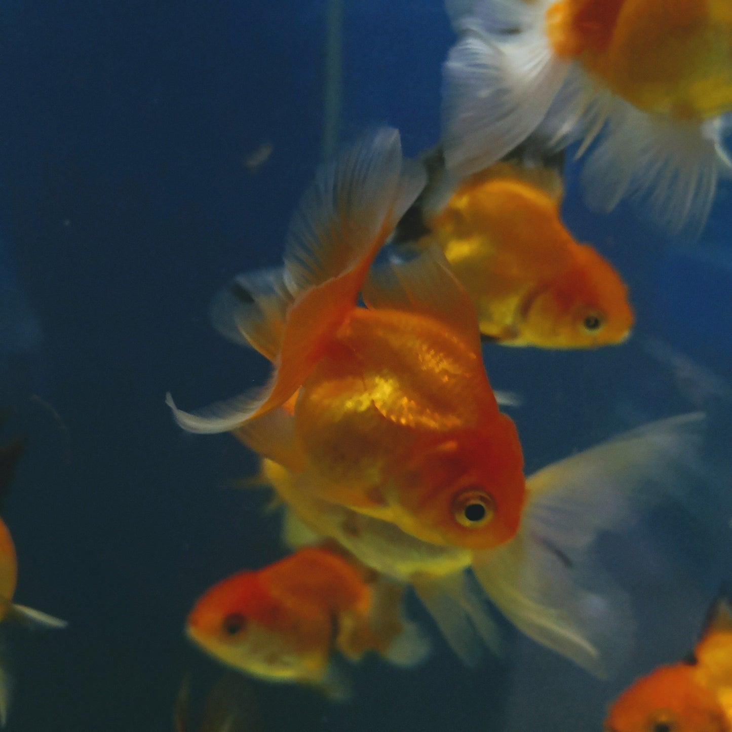 pandatricolourgoldfish3