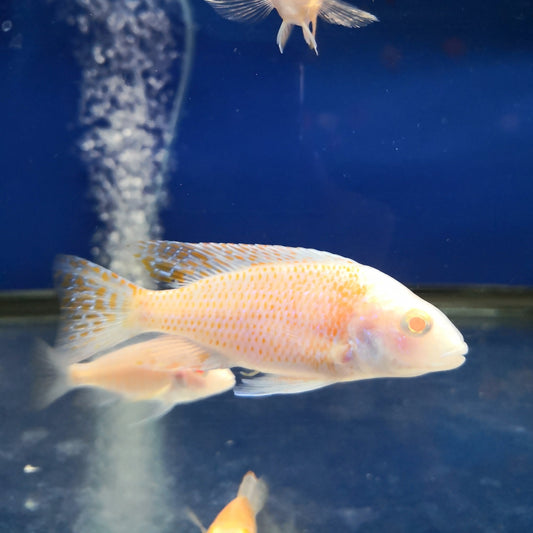 Albino dragon blood Peacock Cichlid (male)