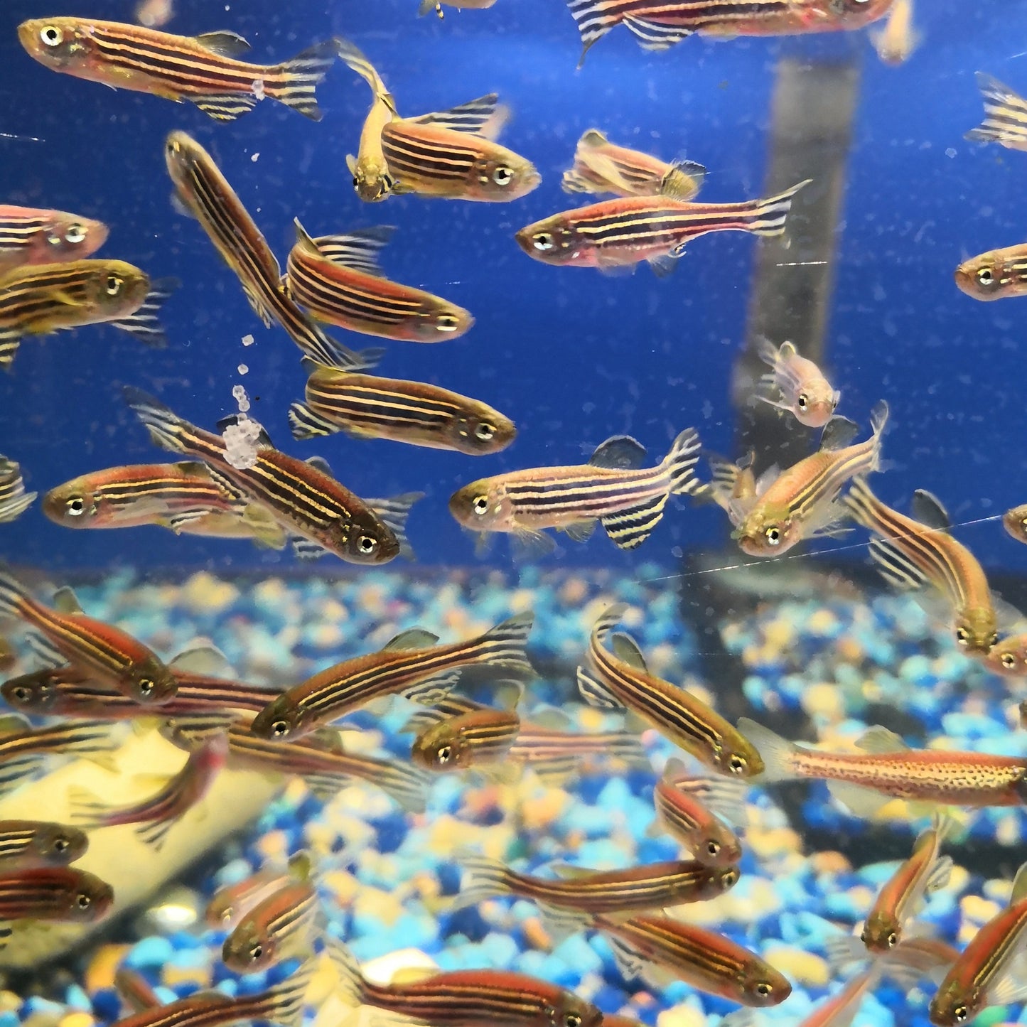 Red Danio (Set of 3)