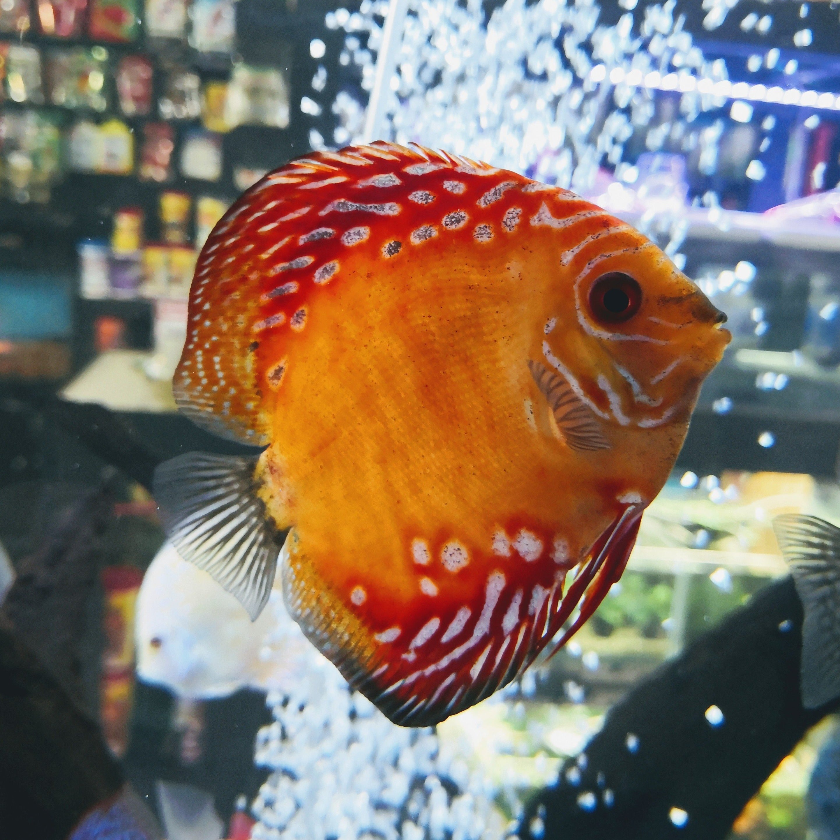 Yellow Panda Discus Fish yellow-panda-discus-fish
