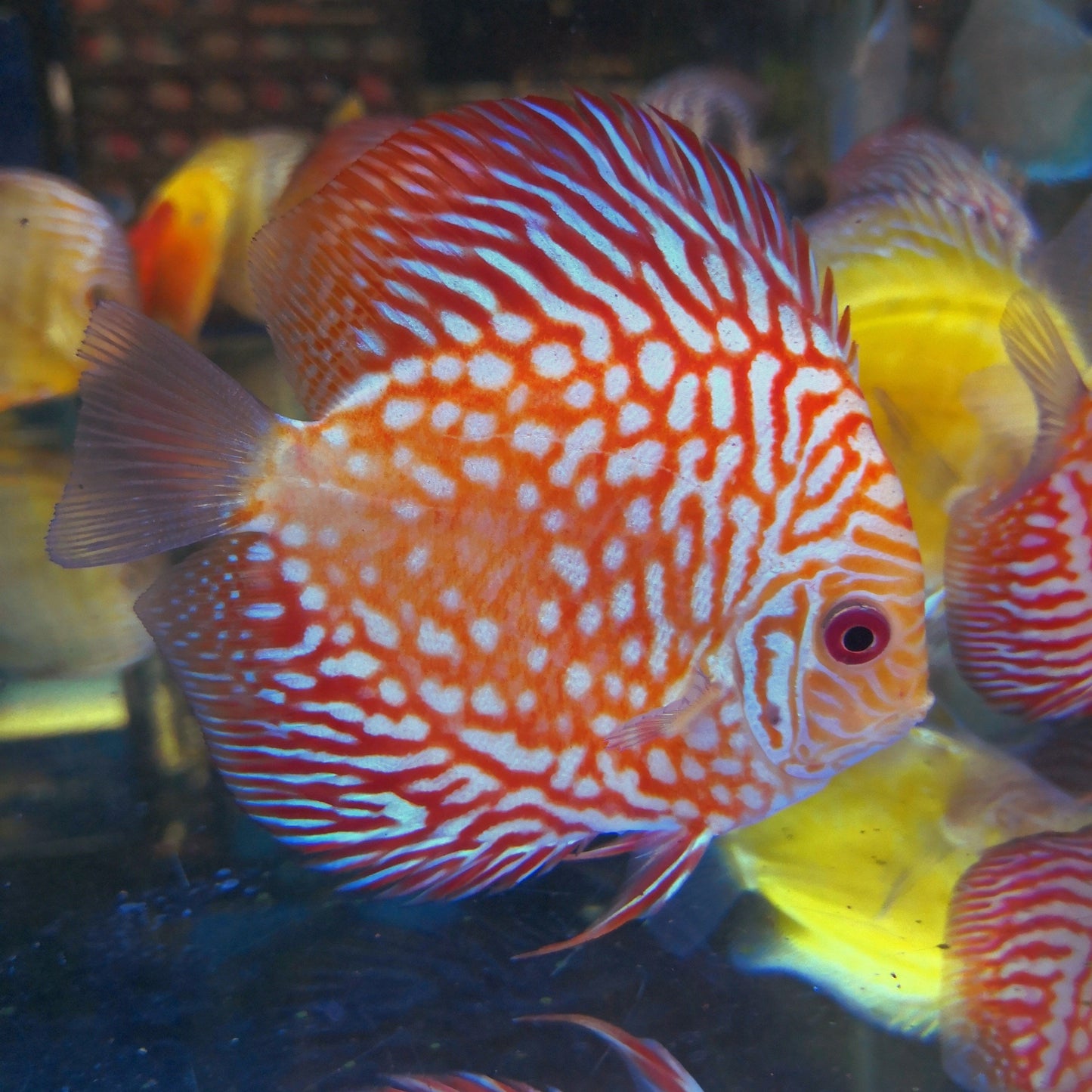 Red Pigeon Discus