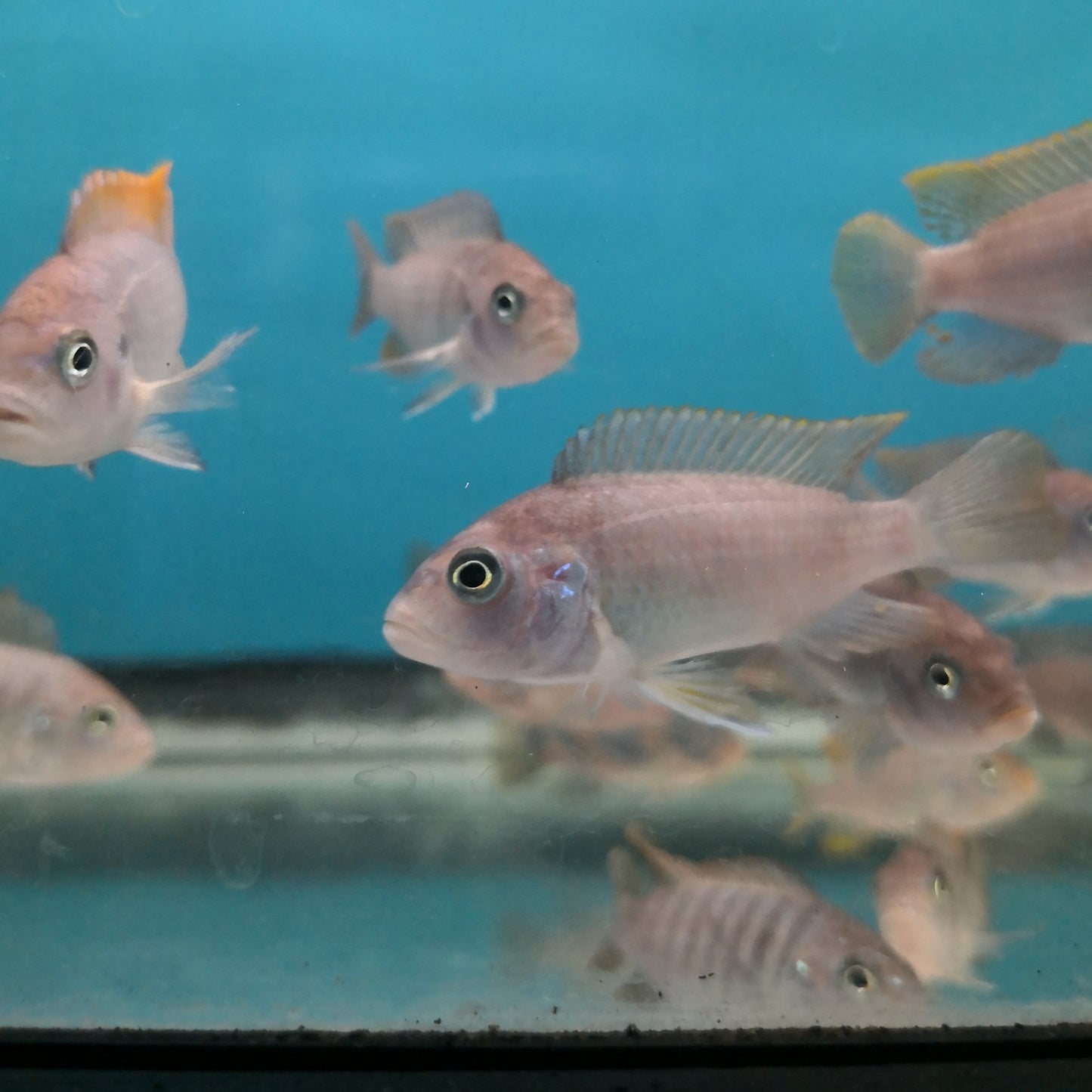 Red Top Zebra Cichlid