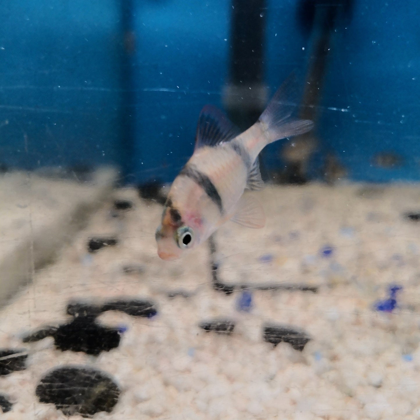 Tiger Barb