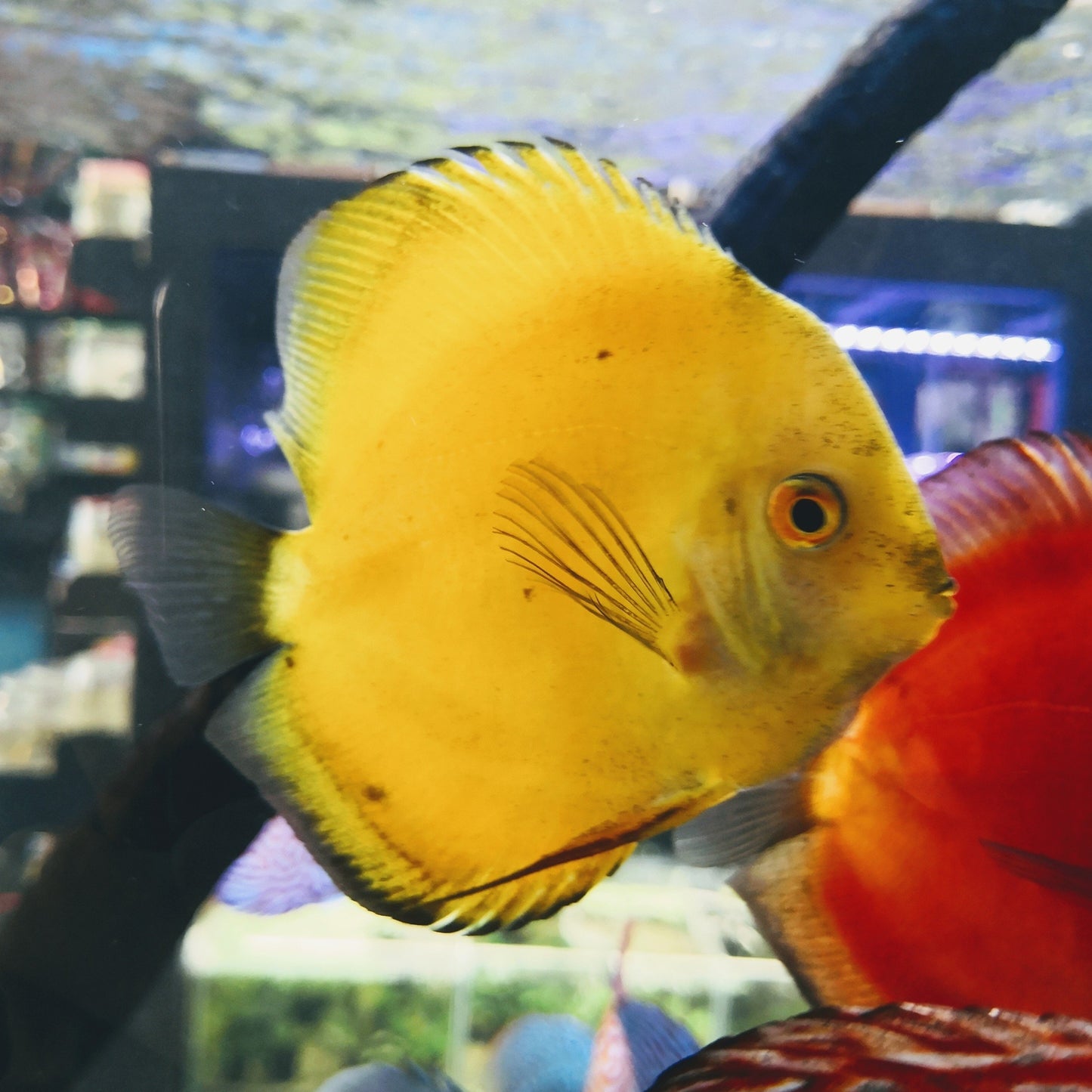 Yellow Marlboro Discus