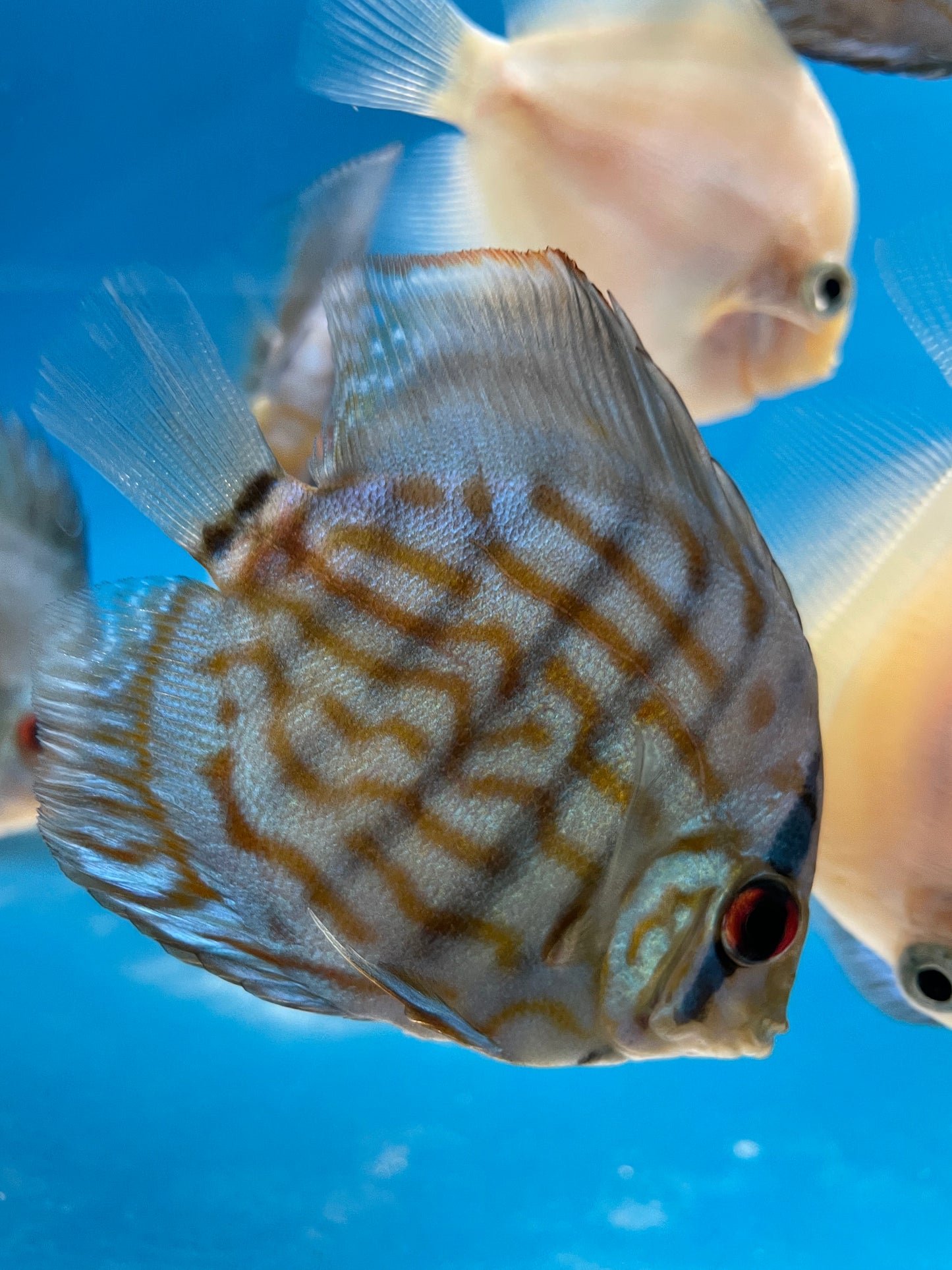 Blue Turquoise Discus
