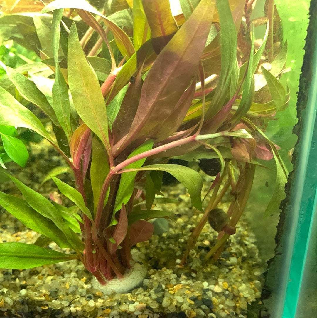 Alternanthera reineckii rosanervig bundle