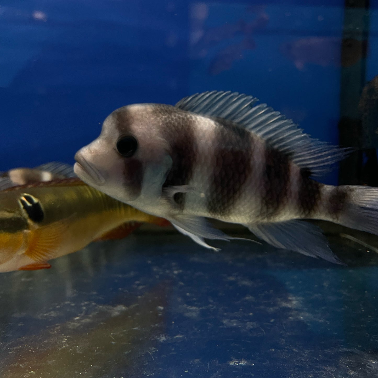 Frontosa Burundi Cichlid