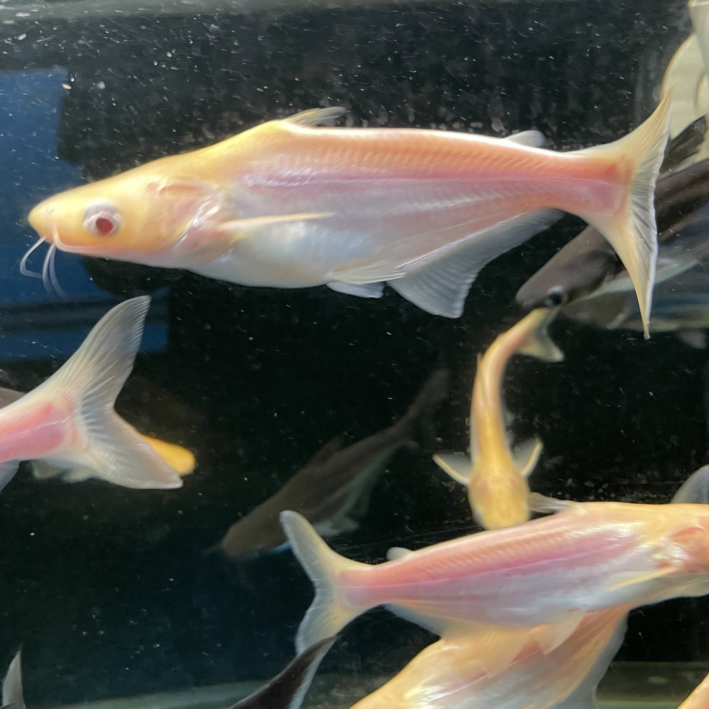 Albino Pangasius Shark