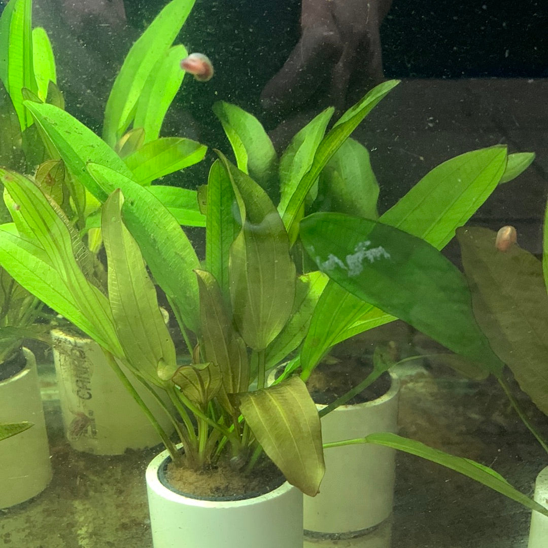 Echinodorus red diamond