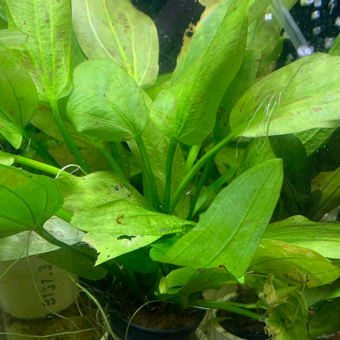 Echinodorus ascherianus