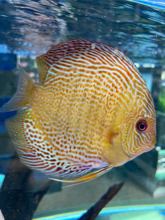 Large Snakeskin Leopard Discus