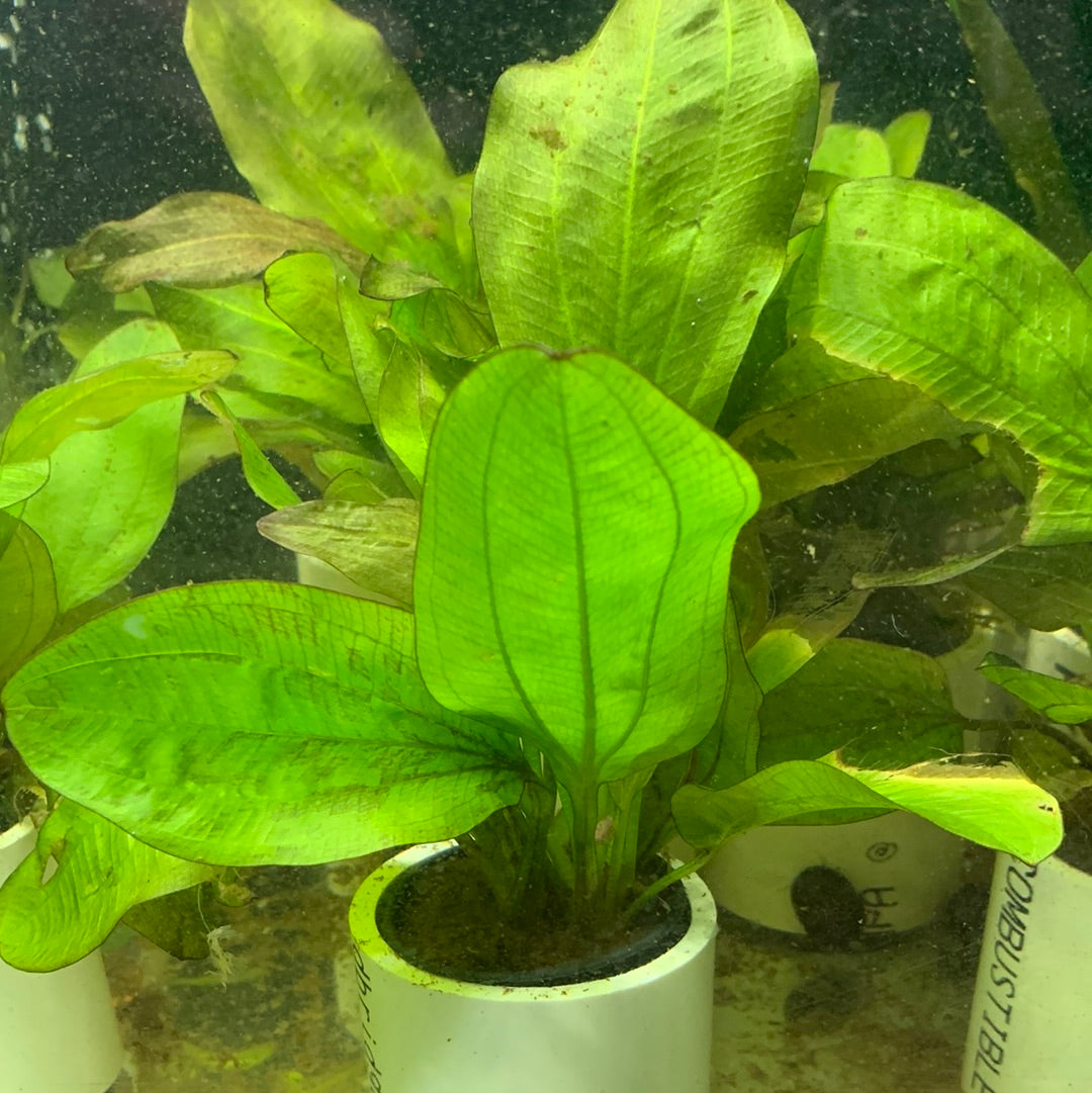 Echinodorus redphonenix