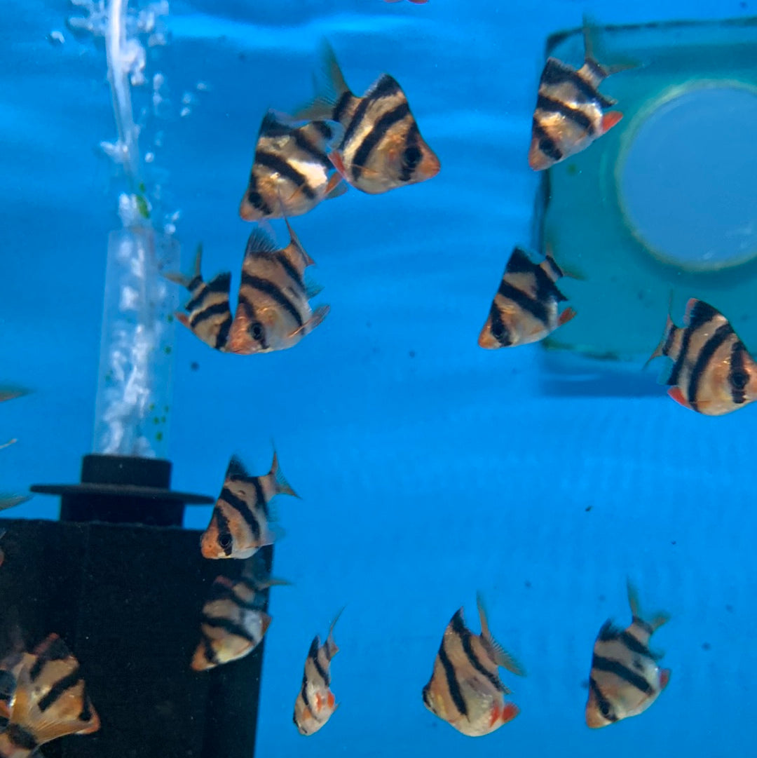 Short body tiger barb