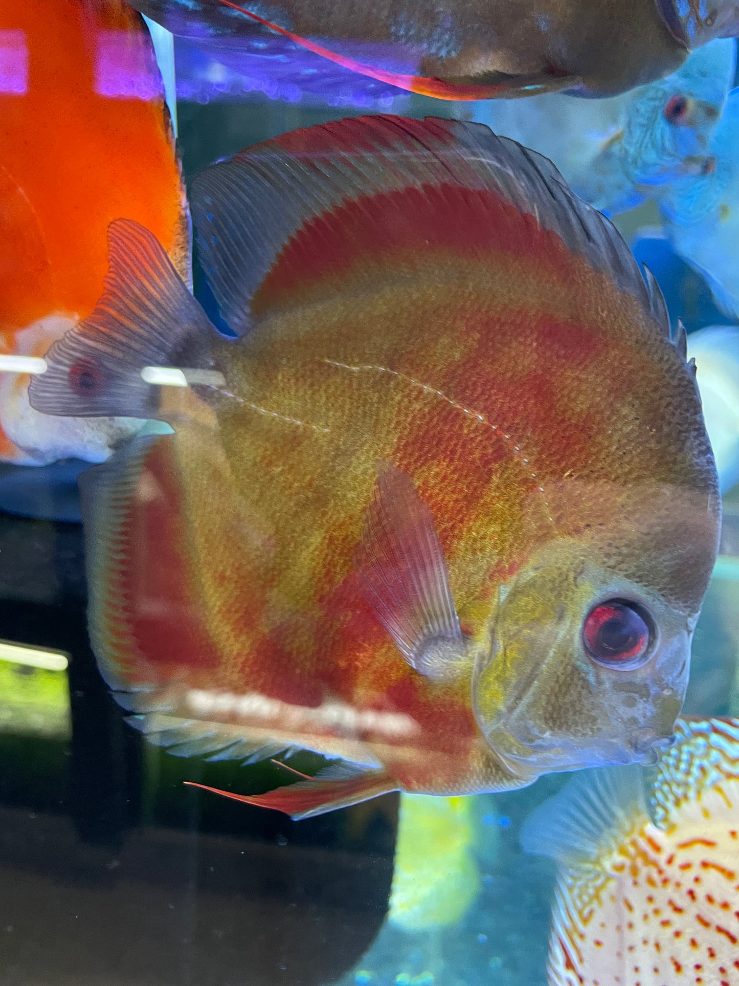 Rose red/Royal red Discus