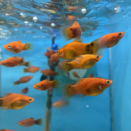Red Platy