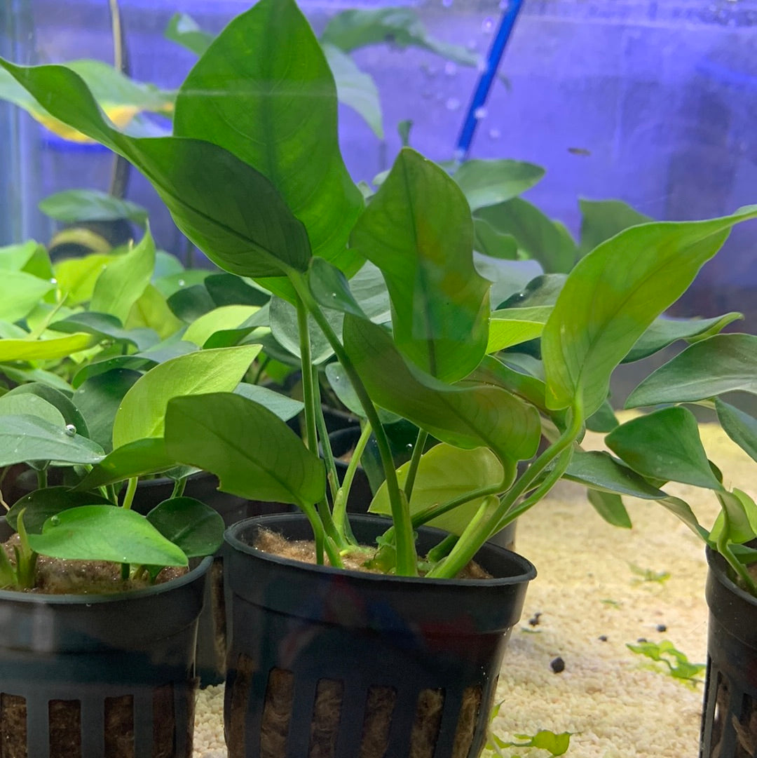 Anubias barteri Var nana