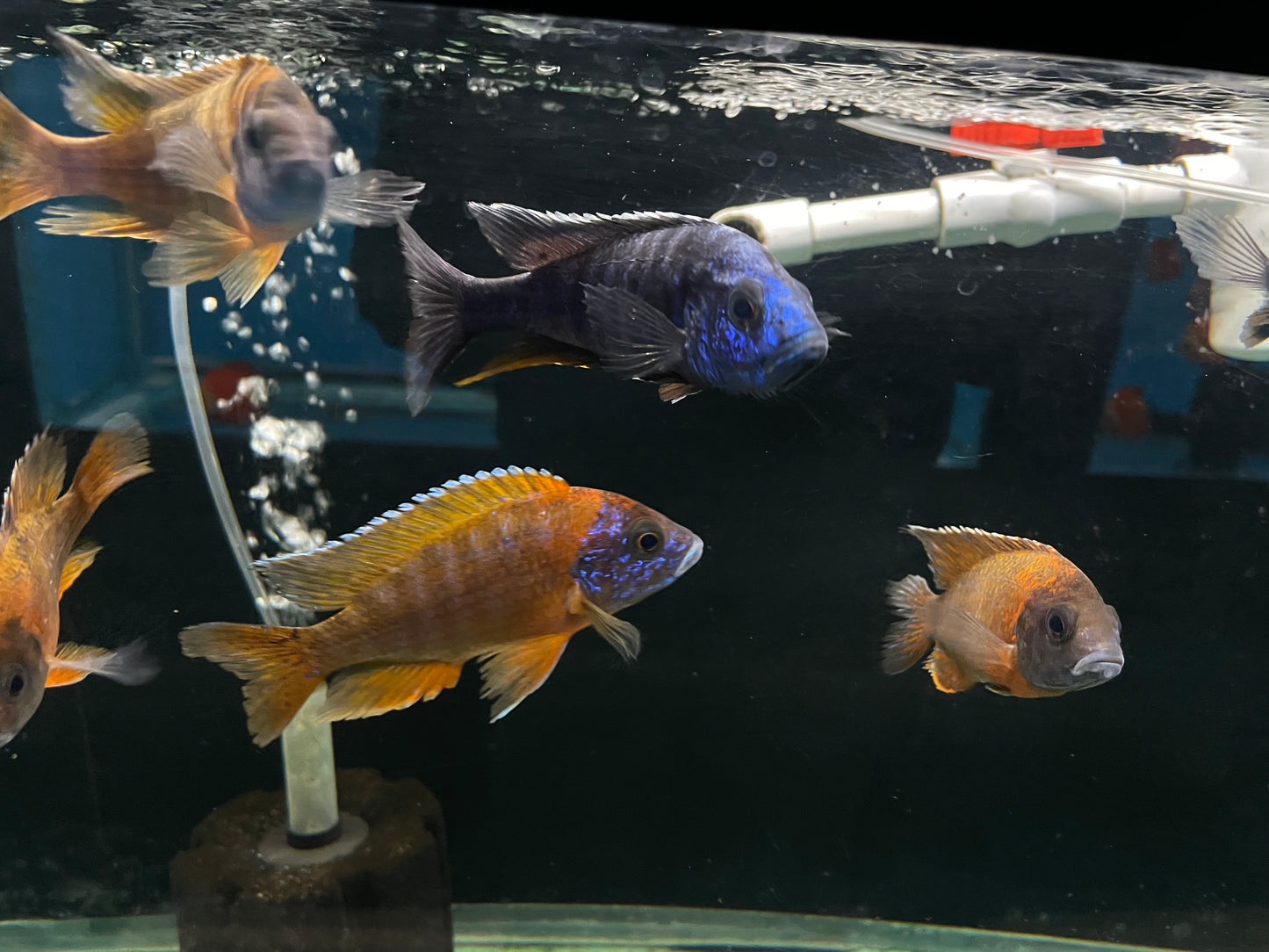 Assorted African Cichlids 4
